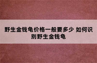 野生金钱龟价格一般要多少 如何识别野生金钱龟